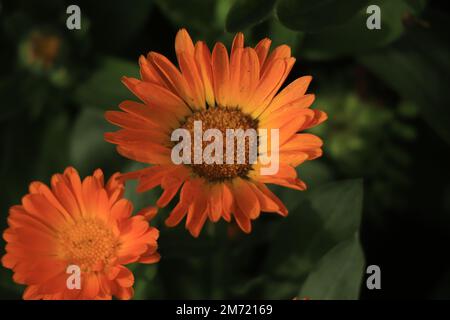 Calendula-Blüten- und -Blattpflanze (Calendula officinalis, Topf, Garten oder englische Ringelblume) Stockfoto
