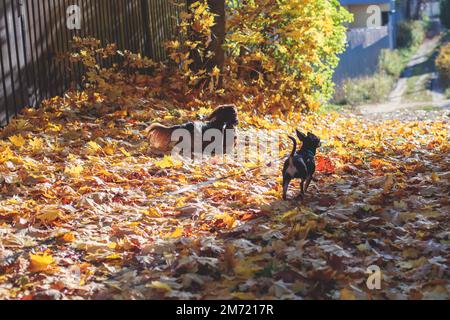 Spaziergang mit zwei Hunden in einem Landschaftspark, Freude an mehreren Hunden, Mädchen, die mit Dackel und Spielzeugterrier spielen, im Herbst su Stockfoto