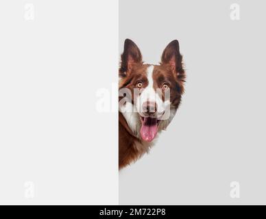 Brauner und weißer Border Collie sticht seinen Kopf glücklich aus einer weißen Wand und einem grauen Hintergrund, mit offenem Mund und aufrecht stehenden Ohren, keine Menschen Stockfoto