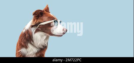 Brauner und weißer Border Collie, Hund mit Sonnenbrille stochert sich den Kopf raus, schaut seitwärts mit offenem Mund und seiner Zunge auf einem grauen Hintergrund heraus Stockfoto