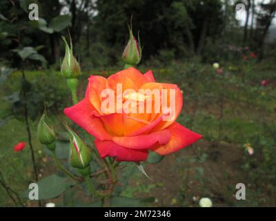 Frische, schöne, natürliche Rosenblumen Stockfoto