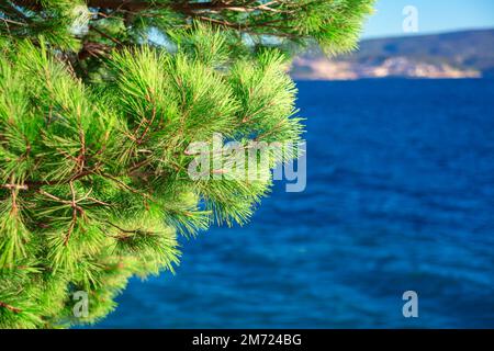 Mit Blick auf den immergrünen Zweig und das Meer. Grüne Kiefer über blauem Meer Stockfoto