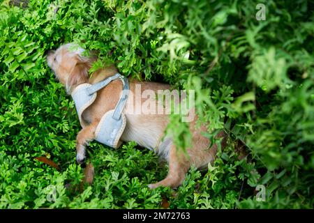 Nahaufnahme chihuahua Welpenhund im Garten. Stockfoto