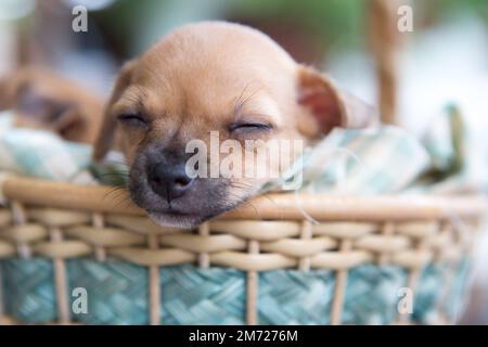 Nahaufnahme chihuahua Welpe Hund schlafen auf grünem Mesh-Gewebe im Korb. Stockfoto