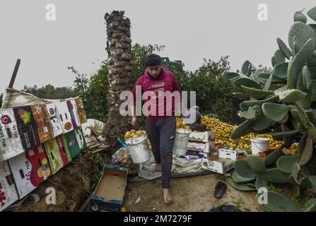 Gaza, Palästina. 06. Januar 2023. Ein palästinensischer Bauer sammelt Orangen auf Feldern, um sie in Kartons zum Verkauf zu verpacken, im Gazastreifen in Beit Lahiya, im nördlichen Gazastreifen. Kredit: SOPA Images Limited/Alamy Live News Stockfoto