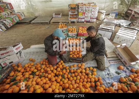 Gaza, Palästina. 06. Januar 2023. Palästinensische Bauern packen frisch geerntete Orangen in Kartonkisten zum Verkauf im Gazastreifen in Beit Lahiya, nördlicher Gazastreifen. Kredit: SOPA Images Limited/Alamy Live News Stockfoto