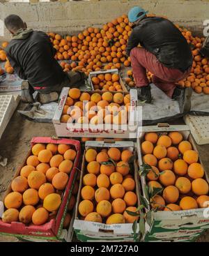 Gaza, Palästina. 06. Januar 2023. Palästinensische Bauern packen frisch geerntete Orangen in Kartonkisten zum Verkauf im Gazastreifen in Beit Lahiya, nördlicher Gazastreifen. Kredit: SOPA Images Limited/Alamy Live News Stockfoto