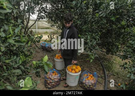 Gaza, Palästina. 06. Januar 2023. Ein palästinensischer Bauer sammelt Orangen auf Feldern, um sie in Kartons zum Verkauf zu verpacken, im Gazastreifen in Beit Lahiya, im nördlichen Gazastreifen. Kredit: SOPA Images Limited/Alamy Live News Stockfoto