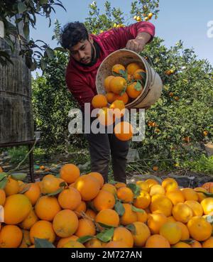 Gaza, Palästina. 06. Januar 2023. Ein palästinensischer Bauer sammelt Orangen auf Feldern, um sie in Kartons zum Verkauf zu verpacken, im Gazastreifen in Beit Lahiya, im nördlichen Gazastreifen. Kredit: SOPA Images Limited/Alamy Live News Stockfoto