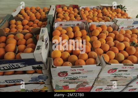 Gaza, Palästina. 06. Januar 2023. Frisch geerntete Orangen, die in Kartons zum Verkauf angeboten werden, im Gazastreifen in Beit Lahiya, nördlicher Gazastreifen. Kredit: SOPA Images Limited/Alamy Live News Stockfoto