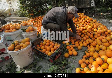Gaza, Palästina. 06. Januar 2023. Ein palästinensischer Bauer verpackt frisch geerntete Orangen in Kartonkisten zum Verkauf im Gazastreifen in Beit Lahiya im nördlichen Gazastreifen. Kredit: SOPA Images Limited/Alamy Live News Stockfoto