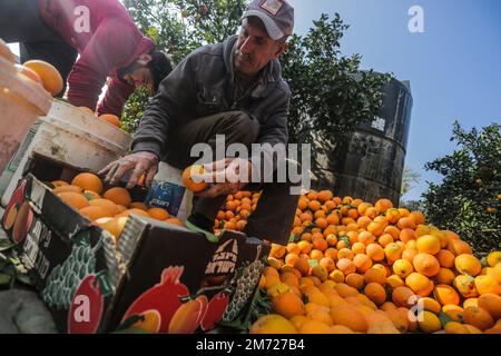 Gaza, Palästina. 06. Januar 2023. Ein palästinensischer Bauer verpackt frisch geerntete Orangen in Kartonkisten zum Verkauf im Gazastreifen in Beit Lahiya im nördlichen Gazastreifen. Kredit: SOPA Images Limited/Alamy Live News Stockfoto