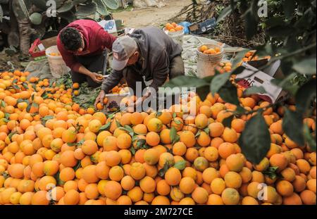 Gaza, Palästina. 06. Januar 2023. Palästinensische Bauern packen frisch geerntete Orangen in Kartonkisten zum Verkauf im Gazastreifen in Beit Lahiya, nördlicher Gazastreifen. (Foto: Mahmoud Issa/SOPA Images/Sipa USA) Guthaben: SIPA USA/Alamy Live News Stockfoto
