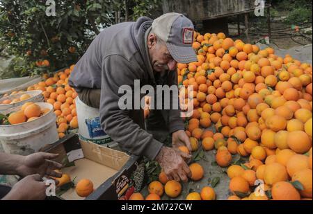 Gaza, Palästina. 06. Januar 2023. Ein palästinensischer Bauer verpackt frisch geerntete Orangen in Kartonkisten zum Verkauf im Gazastreifen in Beit Lahiya im nördlichen Gazastreifen. (Foto: Mahmoud Issa/SOPA Images/Sipa USA) Guthaben: SIPA USA/Alamy Live News Stockfoto