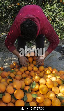 Gaza, Palästina. 06. Januar 2023. Ein palästinensischer Bauer sammelt Orangen auf Feldern, um sie in Kartons zum Verkauf zu verpacken, im Gazastreifen in Beit Lahiya, im nördlichen Gazastreifen. (Foto: Mahmoud Issa/SOPA Images/Sipa USA) Guthaben: SIPA USA/Alamy Live News Stockfoto