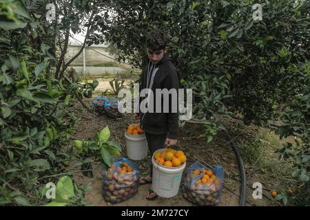Gaza, Palästina. 06. Januar 2023. Ein palästinensischer Bauer sammelt Orangen auf Feldern, um sie in Kartons zum Verkauf zu verpacken, im Gazastreifen in Beit Lahiya, im nördlichen Gazastreifen. (Foto: Mahmoud Issa/SOPA Images/Sipa USA) Guthaben: SIPA USA/Alamy Live News Stockfoto
