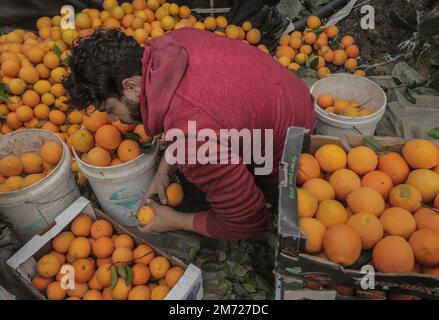 Gaza, Palästina. 06. Januar 2023. Ein palästinensischer Bauer verpackt frisch geerntete Orangen in Kartonkisten zum Verkauf im Gazastreifen in Beit Lahiya im nördlichen Gazastreifen. (Foto: Mahmoud Issa/SOPA Images/Sipa USA) Guthaben: SIPA USA/Alamy Live News Stockfoto