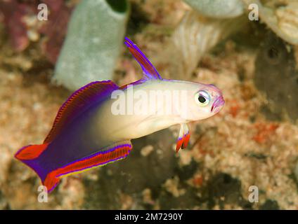 Nemateleotris decora, die elegante fieberrote oder violette fieberrote Ziege, eine Art von Dartfischen schwimmt über Korallen von Bali Stockfoto