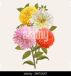 Schöne Dahlia blühende Pflanze Illustration Stock Vektor
