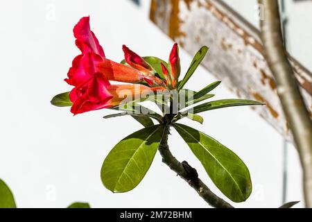 Ein blühender adeniumblütenzweig ist rosa und gelb, hat glatte grüne Blätter und einen Wüstenlebensraum Stockfoto