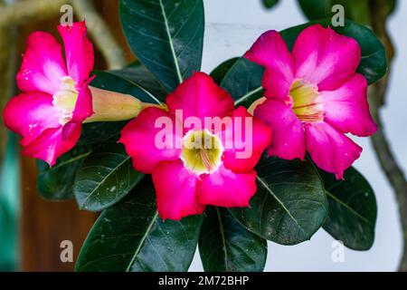 Ein blühender adeniumblütenzweig ist rosa und gelb, hat glatte grüne Blätter und einen Wüstenlebensraum Stockfoto