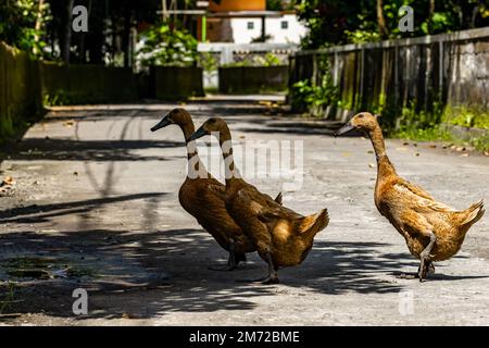 Drei braune Enten laufen frei auf der Dorfstraße, der Hintergrund ist eine Straßenlage auf dem Land in der Nähe des Bauernhofs Stockfoto