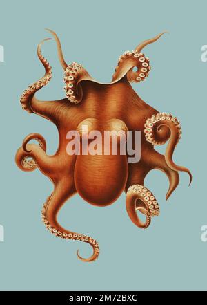 Vintage farbige Oktopus Illustration Stock Vektor