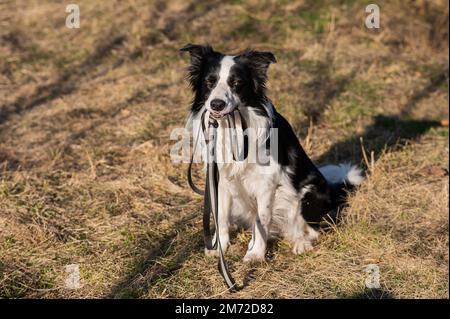 Border Collie hält eine Leine in seinem Mund auf einem Spaziergang im Herbstpark. Stockfoto