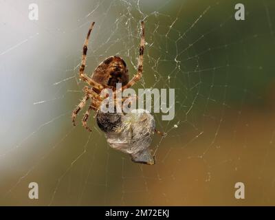 Weibliche europäische Gartenspinne, Araneus diadematus, die eine Hummeln in ihrem Netz gefangen und vor f in Seide gewickelt hat Stockfoto