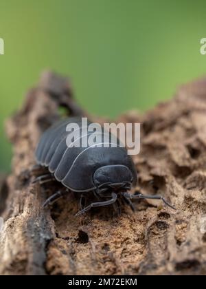 Vertikalbild eines dunkelfarbenen gewöhnlichen Pillen-Insekts (Armadillidium vulgare) auf verrottetem Holz in Kameraausrichtung. Das ist das wissenschaftlich am besten erforschte Stockfoto