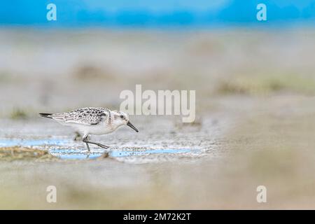 Spaziergang am Strand, feines Kunstporträt von Sanderling (Calidris alba) Stockfoto