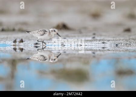 Im Spiegel, Kunstporträt von Sanderling (Calidris alba) Stockfoto