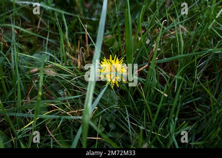 Löwenzahn im Gras mit Tau auf den Grashalmen in der Nähe Stockfoto