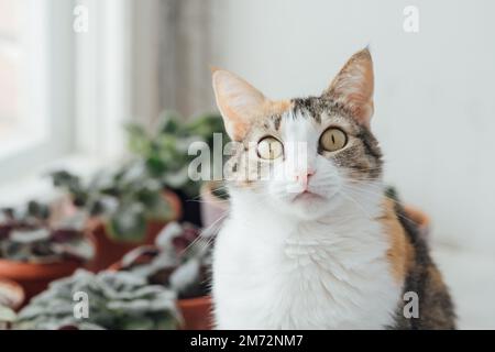 Süße Hauskatze, die auf dem Fensterbrett sitzt. Flauschige dreifarbige Erwachsene Katze Stockfoto