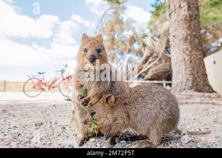 Mama Quokka und Baby Quokka genießen einen wunderschönen Sommertag auf der Insel Rottnest, Westaustralien Stockfoto