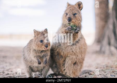 Mamas Quokka und Baby-Quokka genießen Nachmittagssnacks auf der Insel Rottnest, Westaustralien Stockfoto