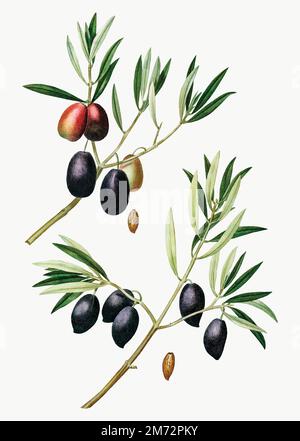 Vintage Olivenbaum Zweig Vektor Stock Vektor