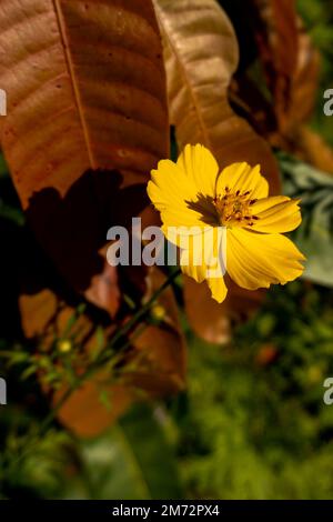 Porträt der gelben Blüten - lateinischer Name - Coreopsis verticillata Stockfoto