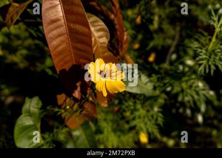 Gelbe Blüten - lateinischer Name - Coreopsis verticillata, Fadenblatt coreopsis zagreb gelbe Blüten Nahaufnahme Stockfoto