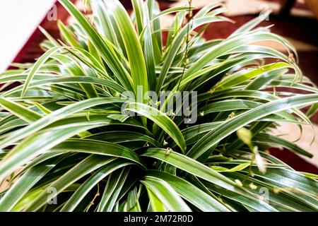 Chlorophytum - immergrüne mehrjährige blühende Pflanzen in der Familie Asparagaceae. Stockfoto