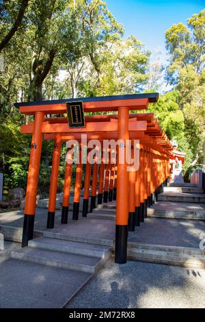 Kobe Japan Dez. 6. 2022: Die rote Torii entlang eines Pfads am Inari Ōkami im Ikuta-Schrein. Der Schrein gehört möglicherweise zu den ältesten Schreinen Stockfoto