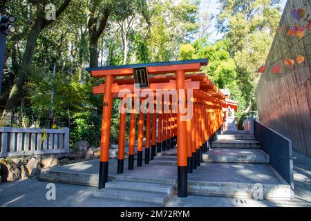 Kobe Japan Dez. 6. 2022: Die rote Torii entlang eines Pfads am Inari Ōkami im Ikuta-Schrein. Der Schrein gehört möglicherweise zu den ältesten Schreinen Stockfoto