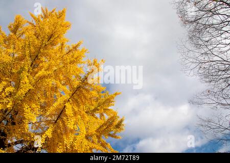 Der Herbstblick auf den Riesen-Ginko-Baum (Ginkgo biloba) und das Gebäude Hiroshima Japan. Stockfoto