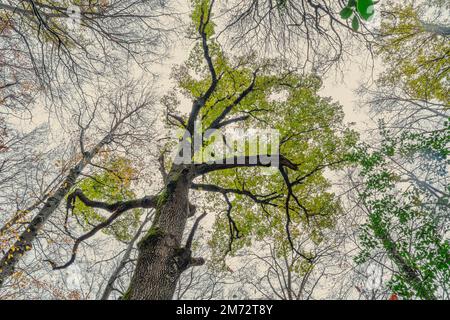 Kronen von Cerro-Bäumen, die von unten genommen wurden, in Richtung des blauen Himmels. Herbstszene im Naturschutzgebiet Bosco di Sant'Antonio. Abruzzen, Italien, Europa Stockfoto