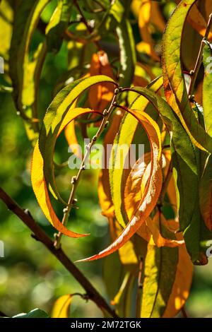 Im Garten fotografierte rote und grüne Blätter eines Pfirsichbaums mit Hintergrundbeleuchtung. Abruzzen, Italien, Europa Stockfoto