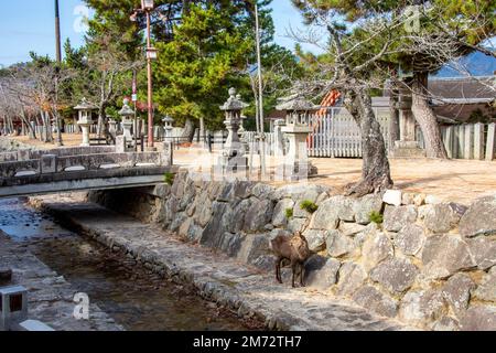 Hiroshima Japan 3. Dezember 2022: Ein wildes sika-Reh (Cervus nippon) wandert auf der Straße der Insel Miyajima. Stockfoto