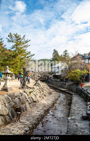 Hiroshima Japan 3. Dezember 2022: Ein wildes sika-Reh (Cervus nippon) wandert auf der Straße der Insel Miyajima. Stockfoto