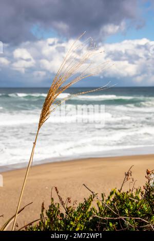 Schilf mit Bokeh-Hintergrund: Hakuto-Küste in Tottori Japan. Es hat einen wunderschönen Sandstrand und einen beeindruckenden Blick auf das Meer Stockfoto