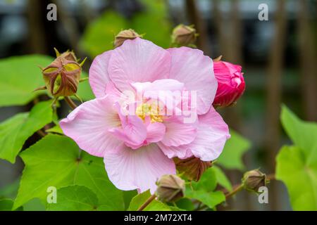 Das Nahbild der Rosa-Baumwollrose (Hibiscus mutabilis) ist eine Pflanze, die wegen ihrer prächtigen Blumen lange gepflegt wurde. Ursprünglich aus Südchina. Stockfoto