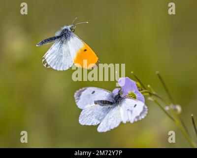 Orangefarbene Spitze (Anthocharis cardamines) Schmetterlingsblütler, die sich an der Host-Pflanzenkuckoblume (Cardamin pratensis) für Raupen verpaart Stockfoto